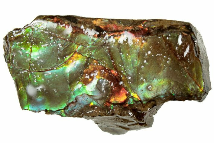 Iridescent Ammolite (Fossil Ammonite Shell) - Alberta #311424